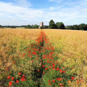 Path to church with poppies June 2017 © P Moon