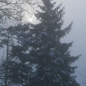 Winter light 060212 ©PMoon