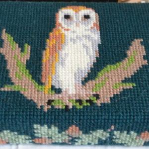 barn owl 
